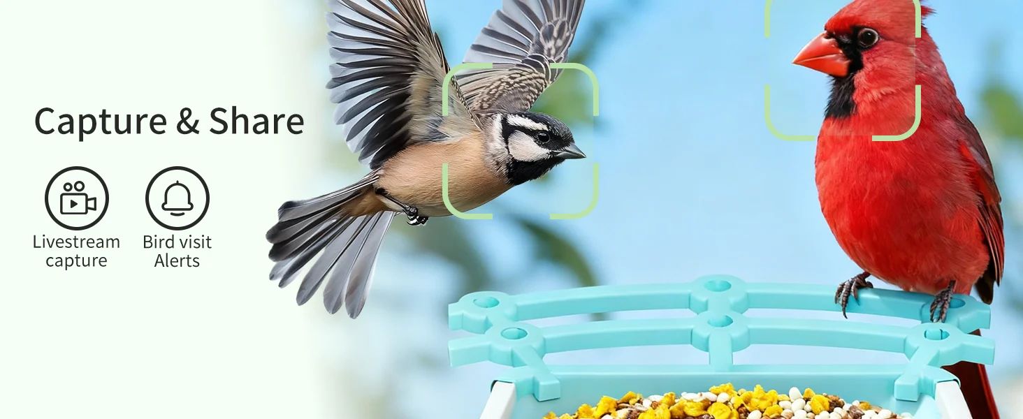 3MP Smart AI Intelligent Automatic Bird Feeder Solar product detail 4