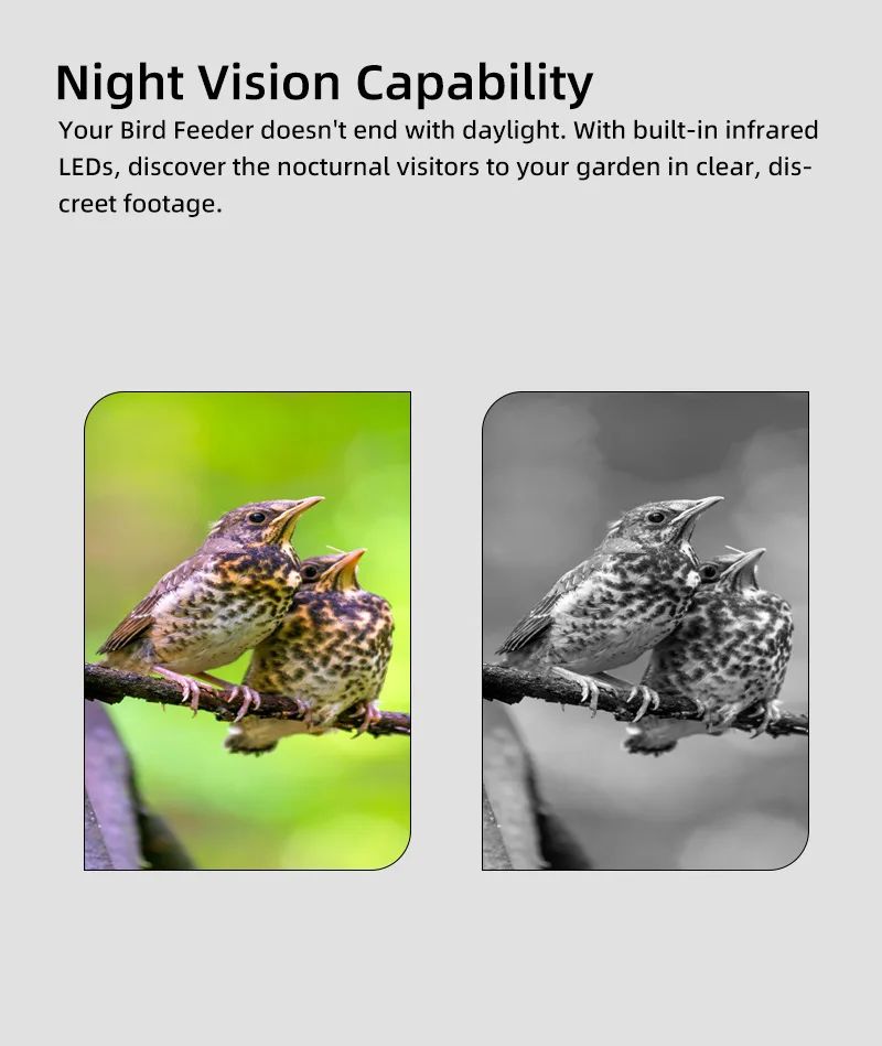 AI Intelligent Wood Eco-Friendly Pet Bird Feeder Drinking product detail 5