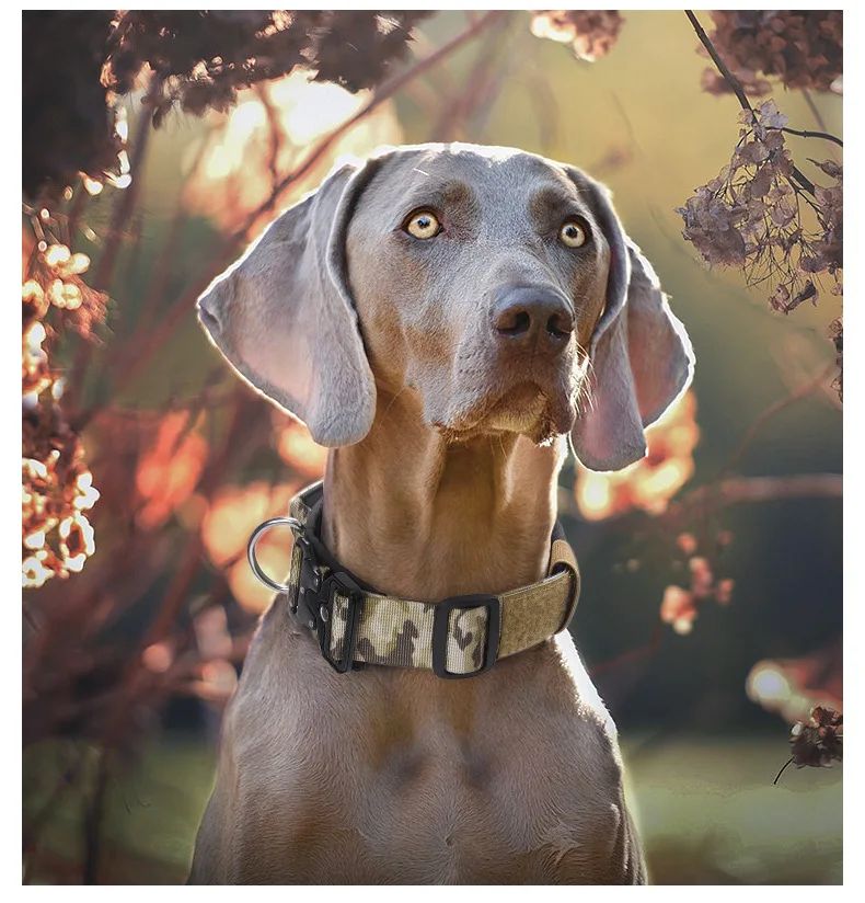 Collar Tactico Para Perros Nylon Outdoor Adjustable Medium product detail 15