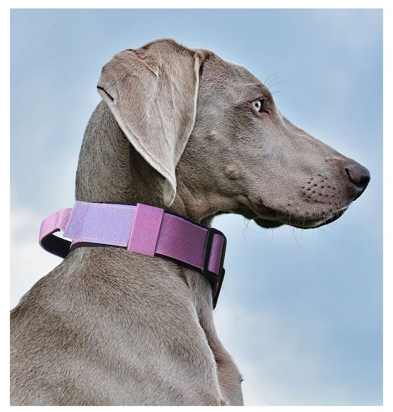 Collar Tactico Para Perros Nylon Outdoor Adjustable Medium product detail 16