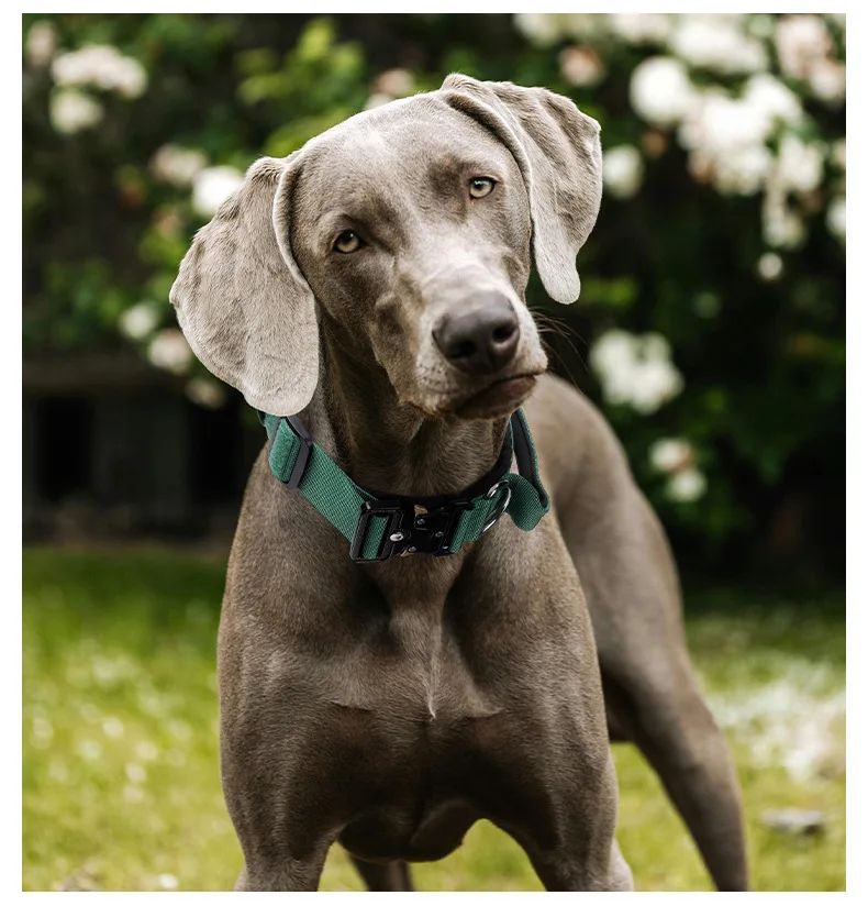 Collar Tactico Para Perros Nylon Outdoor Adjustable Medium product detail 19