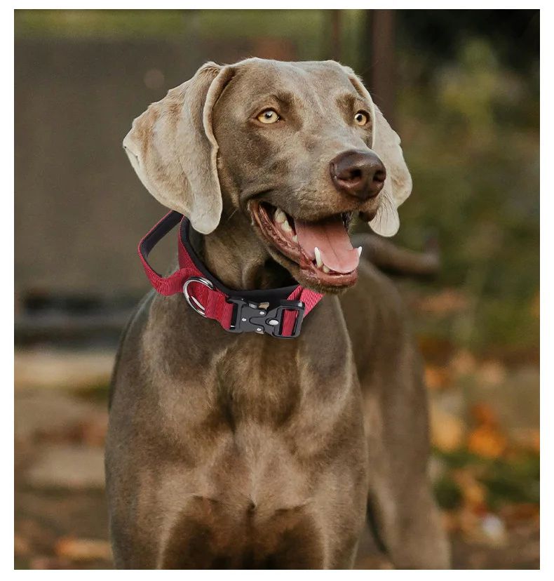 Collar Tactico Para Perros Nylon Outdoor Adjustable Medium product detail 20