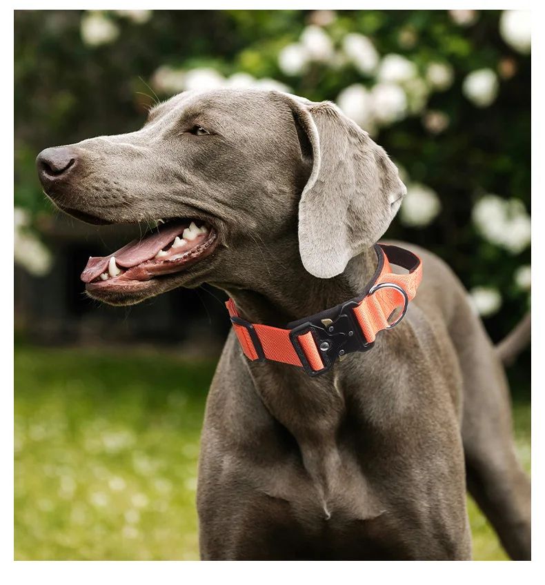 Collar Tactico Para Perros Nylon Outdoor Adjustable Medium product detail 21