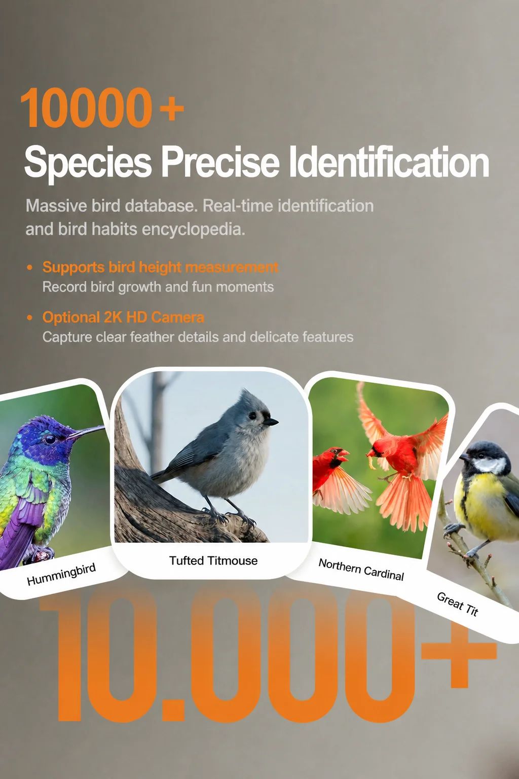Cross-border Smart Bird Feeder Camera AI-powered Bird product detail 7