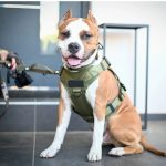 Custom Logo Heavy Duty Adjustable No-Pull Hunting Harness gallery 06
