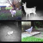MinMax Outdoors 16mp trail camera with night vision product gallery image