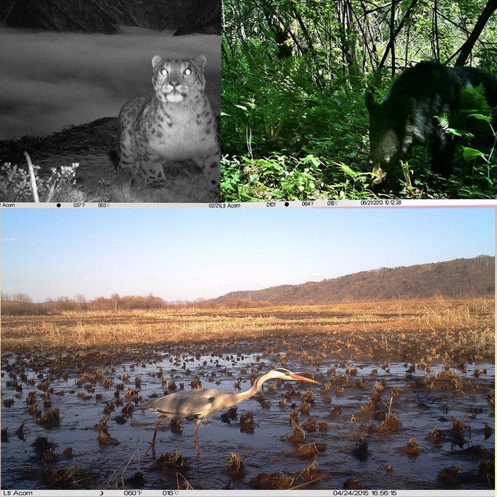 MinMax Outdoors 12MP Trail Camera detail image 8