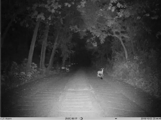 MinMax Outdoors MINI 30 Trail Camera detail image 8