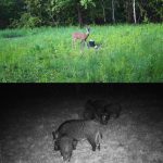 MinMax Outdoors 2.7k trail camera with night vision product gallery image