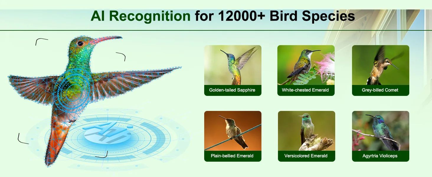 Solar Powered AI Hummingbird Feeder Camera 2K Live product detail 2