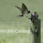 Wildlife Network Camera with Night Vision Two Way gallery 04